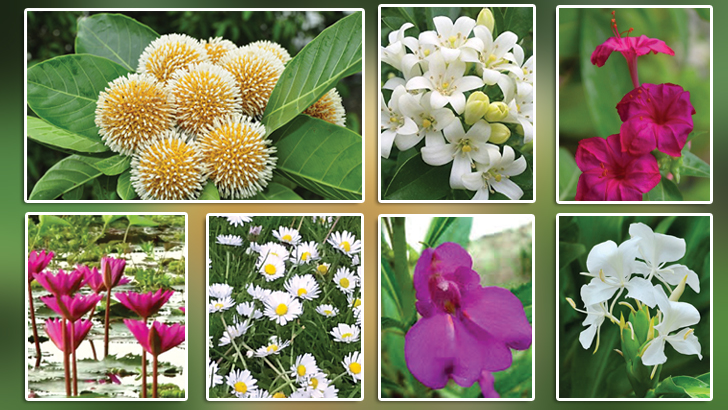 বর্ষার ফুল