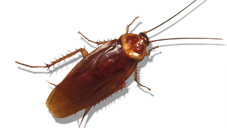 তেলাপোকা তাড়ানোর ৫ উপায়