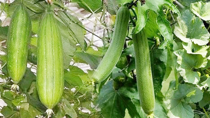 জেনে নিন ধুন্দুলের স্বাস্থ্য উপকারিতা