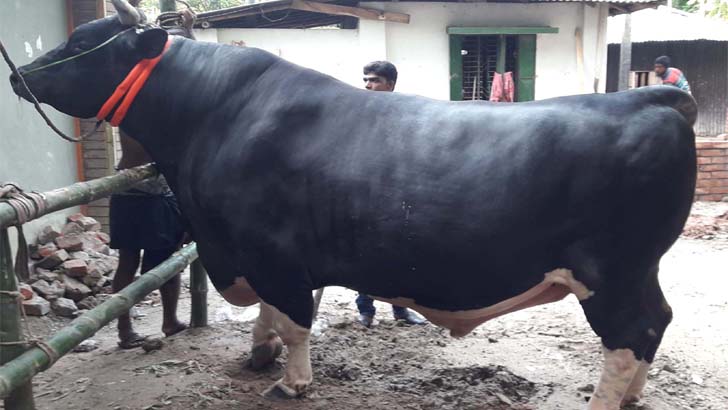 ৬৫ মণের ‘বাংলার বস’র দাম ৫০ লাখ টাকা!