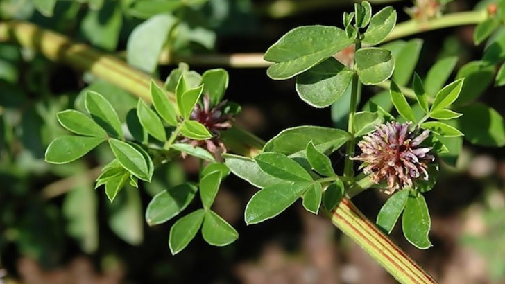 সর্দি-কাশি ও শ্বাসকষ্টের সমস্যায় খেতে পারেন যষ্টিমধু