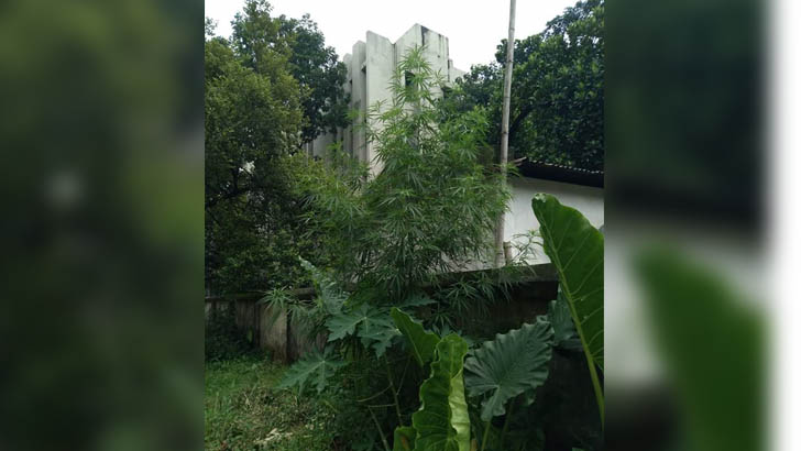 ঢাবির আবাসিক হলে গাঁজা গাছ! ছবি ভাইরাল
