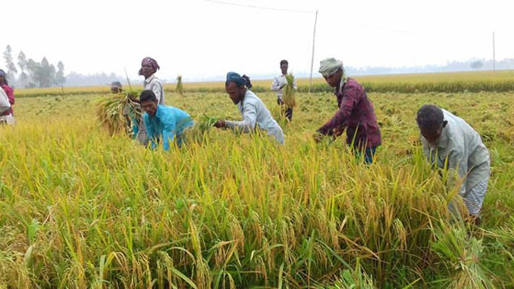 করোনায় বোরো কৃষকের লাভ কমেছে ৪০ শতাংশ