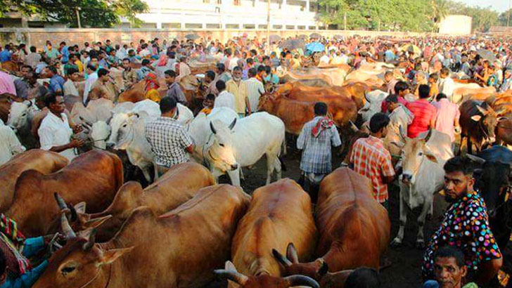 ঢাকা দক্ষিণের যে ১১ স্থানে বসবে কোরবানির পশু হাট