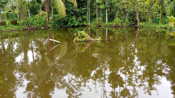সরকারি পুকুর দখল করে যুবলীগ নেতার মাছ চাষ