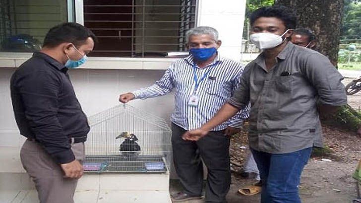 বিরল প্রজাতির ধনেশ পাখির বাচ্চা উদ্ধার