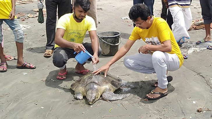 বালুচরে আটকে গেল বিশাল আকৃতির কচ্ছপ