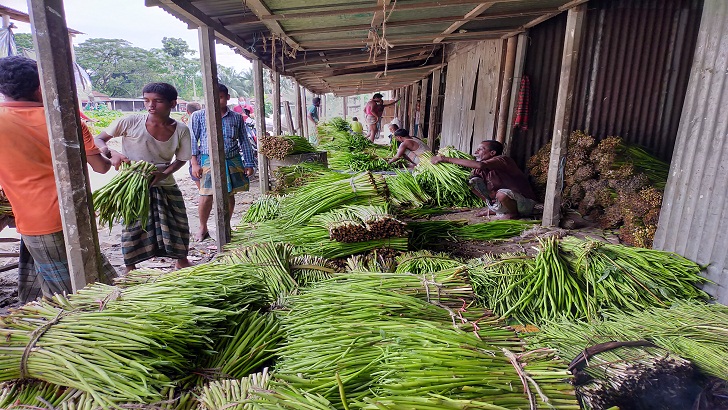 কচুরলতি বিক্রি করে স্বাবলম্বী মকবুল