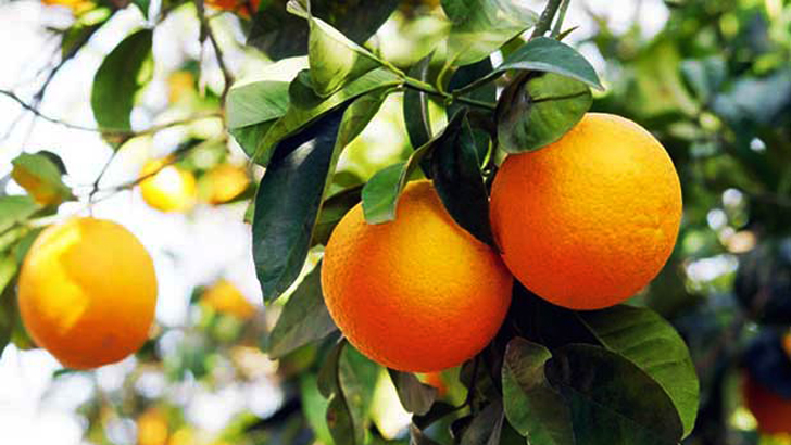 ভিটামিন সি পেতে যেসব ফল খাবেন