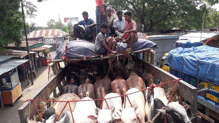 ঘাট সংকট-ফেরি স্বল্পতায় পারাপারের অপেক্ষায় গরুবাহী ট্রাক