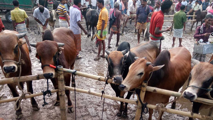 বাঘায় জমে উঠছে পশুর হাট