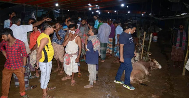 মধ্যরাতে কোরবানির পশুর হাট তুলে দিল পুলিশ