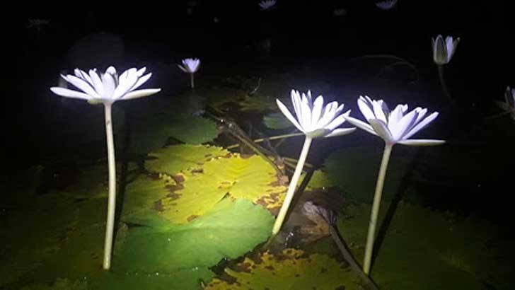 পুকুরে শাপলা তুলতে গিয়ে শিশুর মৃত্যু