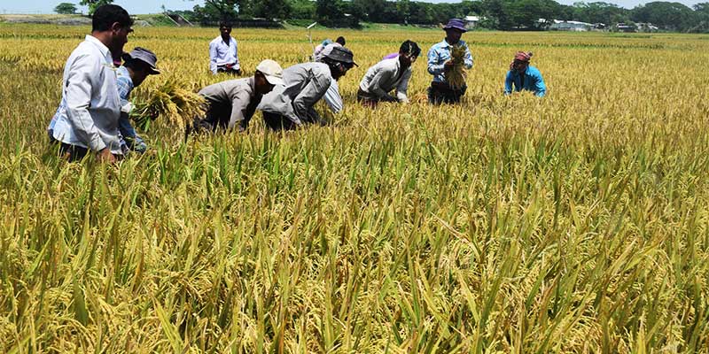 করোনাকালীন অনিশ্চিয়তায় ধান উৎপাদন বৃদ্ধি অব্যাহত রাখার বিকল্প নেই