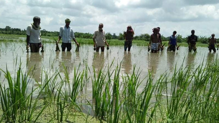 ৪০ বিঘা জমির ধান খেয়ে নিচ্ছে রাক্ষসী মাছ