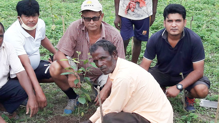 মাধবপুরে সুরমা চা বাগানে পতিত জমিতে উন্নত জাতের চারা রোপণ