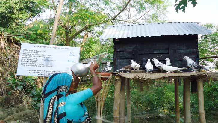 শখের কবুতরে ভাগ্য বদল নুরজাহানের