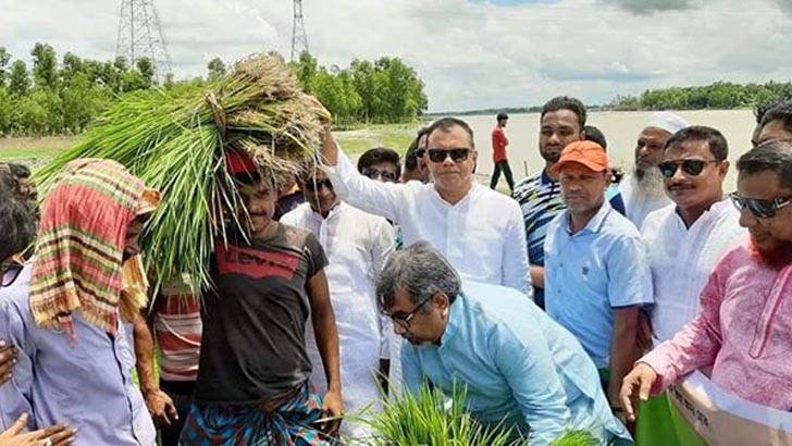 বন্যায় ক্ষতিগ্রস্ত কৃষকদের ধানের চারা দিল বিএনপি