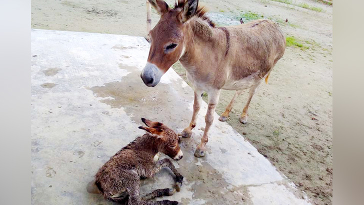 রাজশাহী চিড়িয়াখানায় গাধার ঘরে নতুন অতিথি