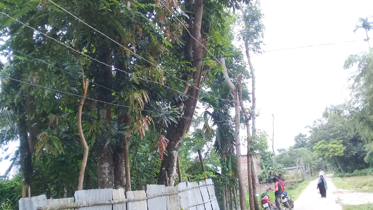 বড়লেখা-জুড়ীর গাছই বিদ্যুতের খুঁটি!