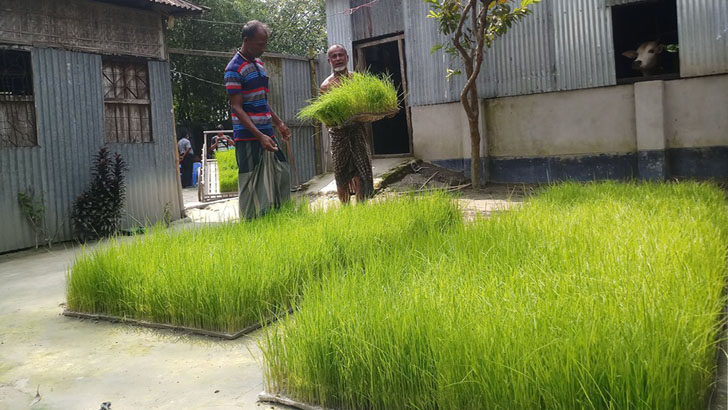 কুড়িগ্রামে বন্যার কারণে বাড়ির উঠানে বিকল্প বীজতলা