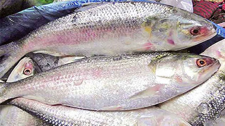ভরা মৌসুমেও দেখা নেই রূপালি ইলিশের