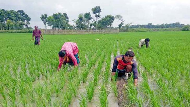 তানোরে রোপা-আমন ক্ষেত পরিচর্যায় ব্যস্ত কৃষক