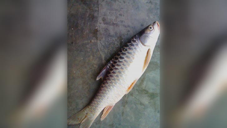 বিলুপ্তির পথে দুর্গাপুরের ঐতিহ্যবাহী মহাশোল মাছ