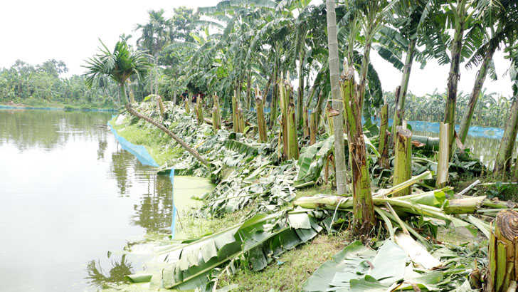 এক রাতে ৩০০ কলাগাছ কেটে সাবাড়!