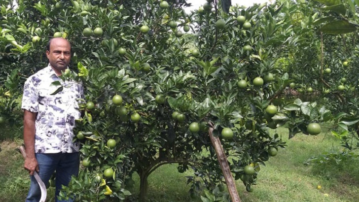 মাল্টা চাষে লাখপতি ৩ বন্ধু!