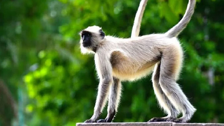 বানরের অধিকার নিশ্চিতে সুইজারল্যান্ডে গণভোট