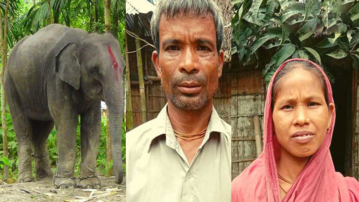 স্ত্রীকে খুশি করতে জমি বেচে হাতি কিনে দিলেন স্বামী