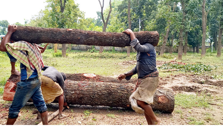 রাজশাহীতে চিড়িয়াখানার শতাধিক মূল্যবান গাছ লোপাট