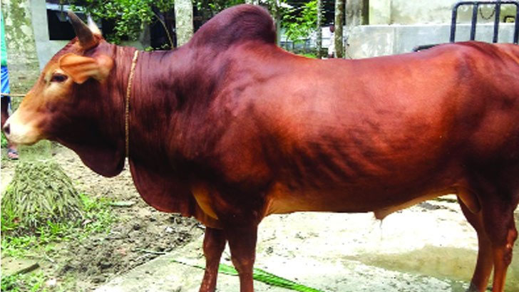 শখের গরুর শিংয়ের গুঁতোয় প্রাণ গেল গৃহবধূর