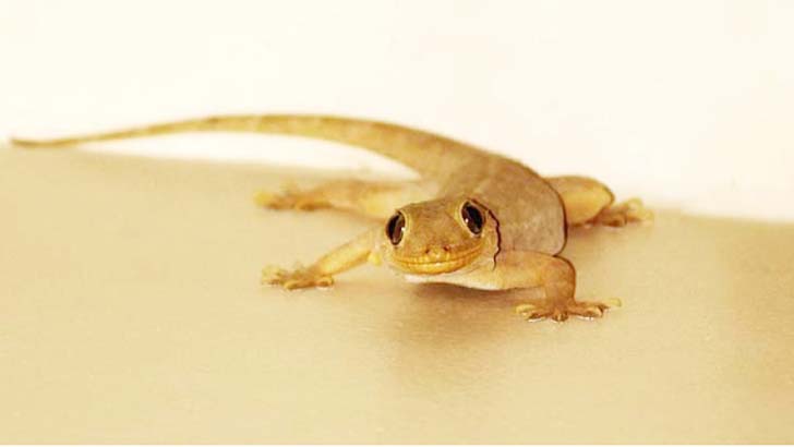 টিকটিকি তাড়ানোর ঘরোয়া উপায়