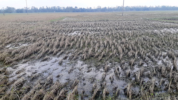 কুড়িগ্রামে দফায় দফায় বন্যায় বিধ্বস্ত কৃষক সমাজ