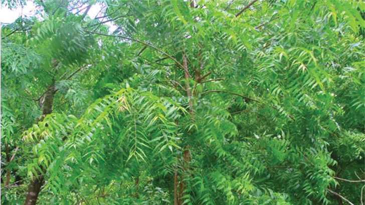 গাছের সুস্থতায় কীটনাশক নিম