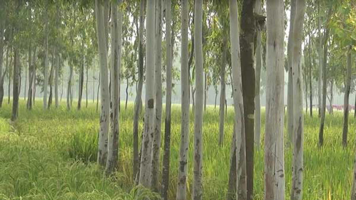 ইউক্যালিপটাস গাছ রোপণ বন্ধের দাবি