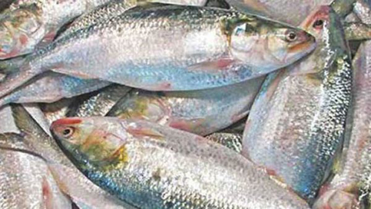 যেসব চর্বিযুক্ত খাবার খেলেও বাড়বে না ওজন