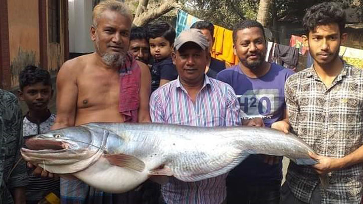 সৌখিন শিকারির বড়শিতে উঠল বিশাল বোয়াল মাছ