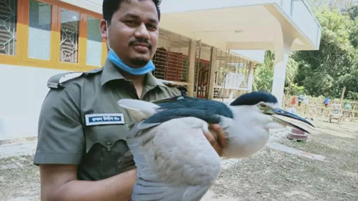 বিপন্ন নিশিবক উদ্ধার