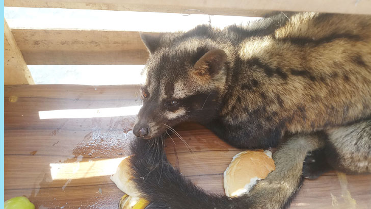 বিরল গন্ধগোকুল জবাইয়ের চেষ্টা, ৯৯৯ ফোন দিয়ে উদ্ধার