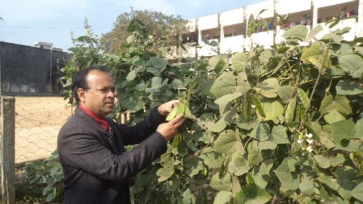 শীত গেলেও শিম যাবে না