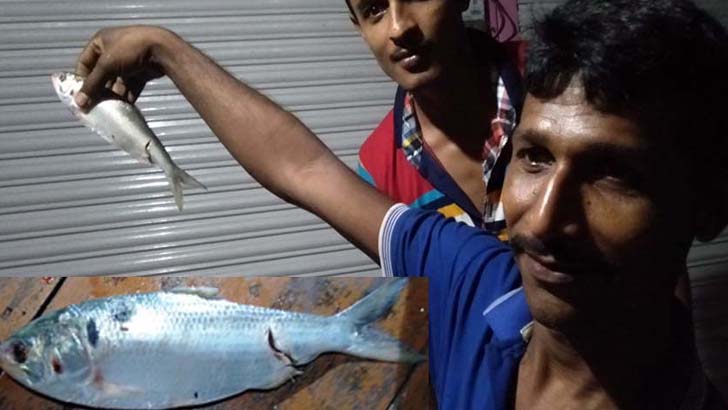 এবার মঠবাড়িয়ায় ধানক্ষেতে মিলল ইলিশ!