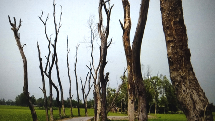 মরা গাছ যেন মরণ ফাঁদ!