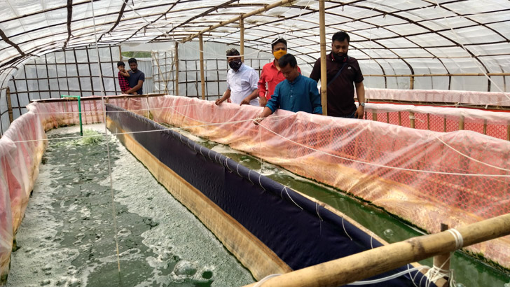 দেশের বৃহৎ ‘গ্রিন ডায়মন্ড’ স্পিরুলিনা খামার কুড়িগ্রামে