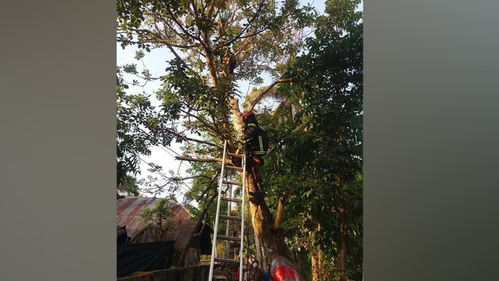 মধ্যরাতে গাছের মকডালে যুবক, ফায়ার সার্ভিস এসে উদ্ধার