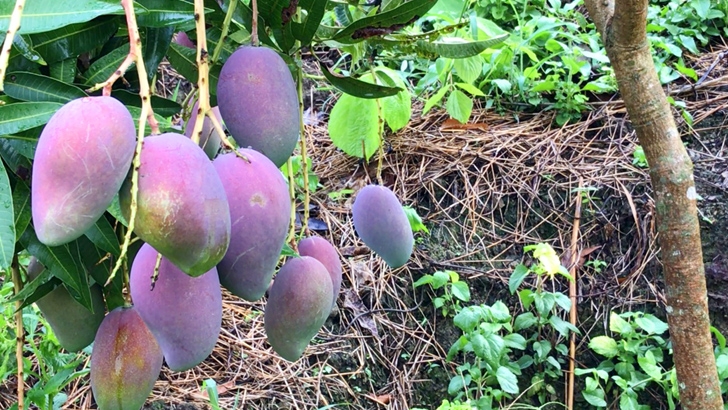 বিশ্বের সবচেয়ে দামি আম ‘সূর্যডিম’ এখন বাংলাদেশে