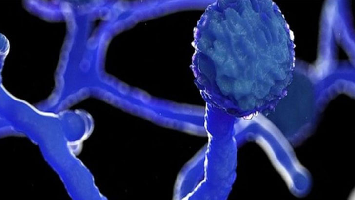 ব্ল্যাক ফাঙ্গাস কি মানুষ থেকে মানুষে ছড়ায়?