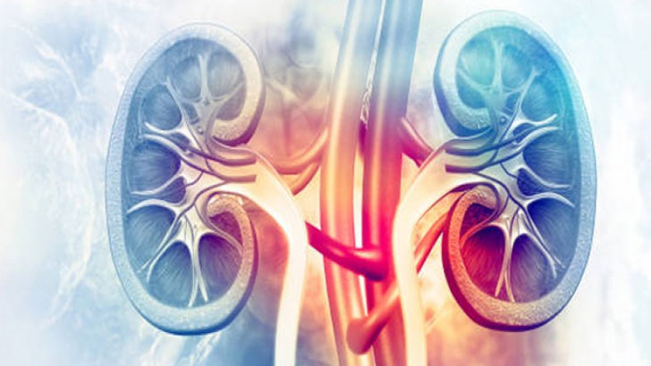 ৮ নিয়মে মিলবে কিডনির সুরক্ষা